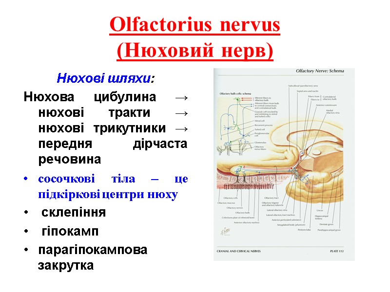 Olfactorius nervus (Нюховий нерв) Нюхові шляхи: Нюхова цибулина → нюхові тракти → нюхові трикутники